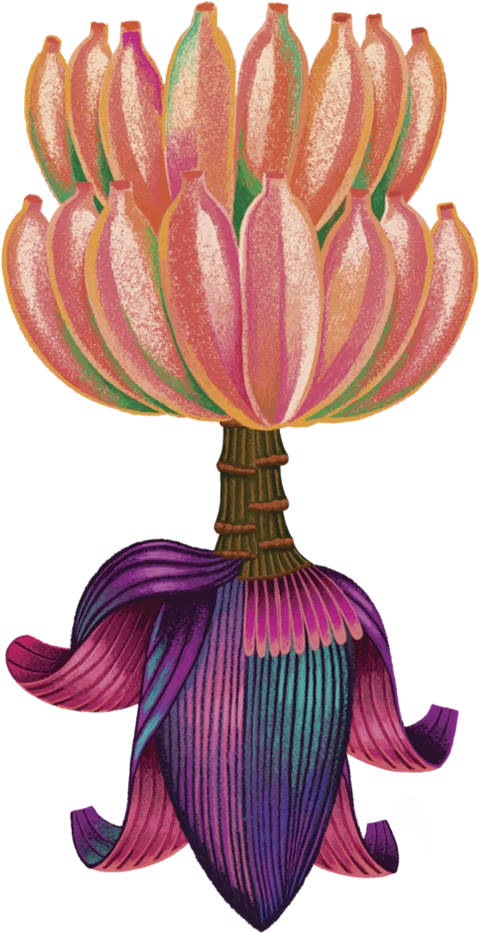 Ilustração — Cacho de banana