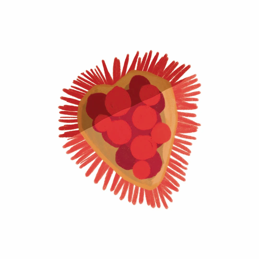 Ilustração — Coração